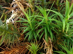 Polytrichum pallidisetum