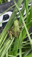 Hyla eximia