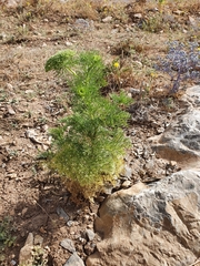 Apiaceae