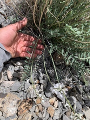 Astragalus terminalis