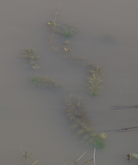 Utricularia stellaris