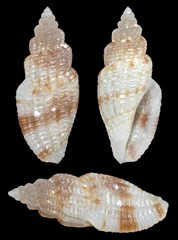 Eucithara
