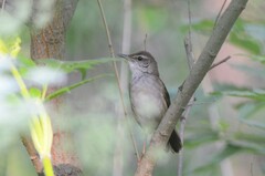 Helopsaltes fasciolatus