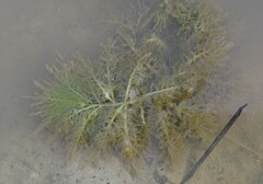 Utricularia stellaris