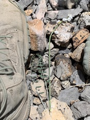 Astragalus terminalis