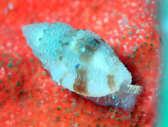Eucithara