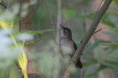 Helopsaltes fasciolatus