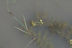 Utricularia stellaris