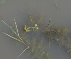 Utricularia stellaris