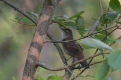 Helopsaltes fasciolatus