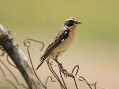 Saxicola rubetra