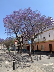 Jacaranda copaia