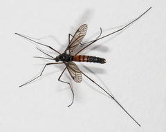 Nephrotoma altissima