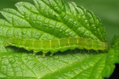 Hypena proboscidalis