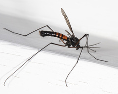 Nephrotoma altissima