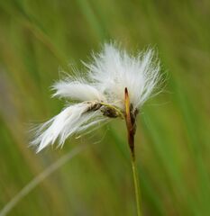 Eriophorum gracile