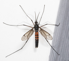 Nephrotoma altissima