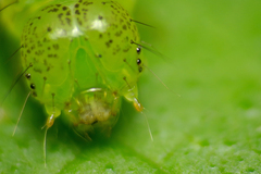 Hypena proboscidalis