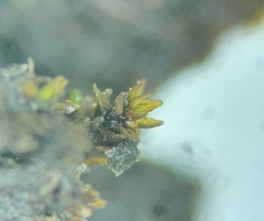 Didymodon subandreaeoides