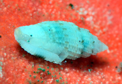 Eucithara