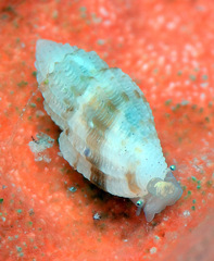 Eucithara