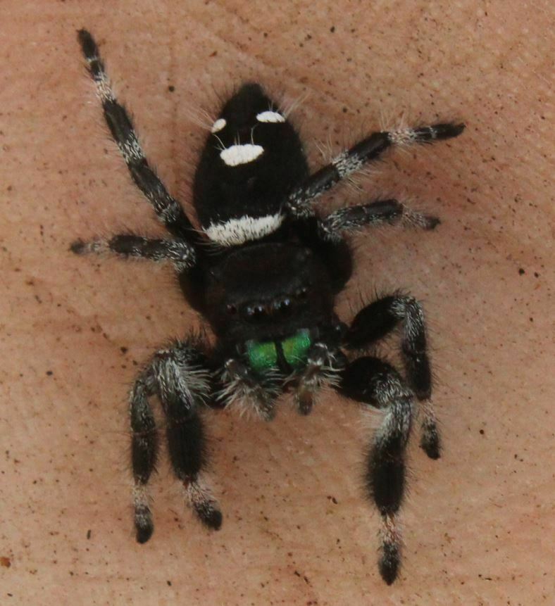 Regal Jumping Spider from Hypoluxo, FL 33462, USA on June 20, 2022 by