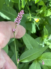 Persicaria longiseta