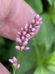 Persicaria longiseta