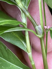 Persicaria longiseta