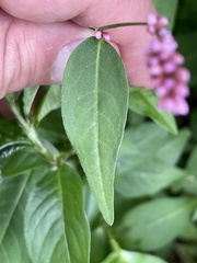 Persicaria longiseta