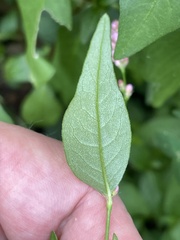 Persicaria longiseta