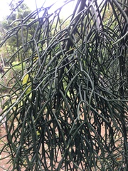 Euphorbia tirucalli