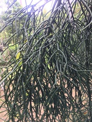 Euphorbia tirucalli