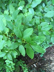 Rhododendron pilosum