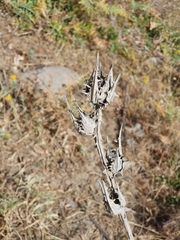 Scolymus grandiflorus