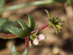 Sidotheca caryophylloides