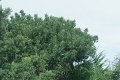 Allophylus natalensis