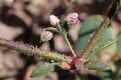 Sidotheca caryophylloides