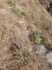 Scolymus grandiflorus