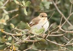 Ficedula speculigera