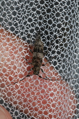 Acanthocinus griseus