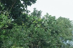 Allophylus natalensis