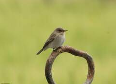 Muscicapa striata