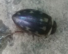 Platambus maculatus