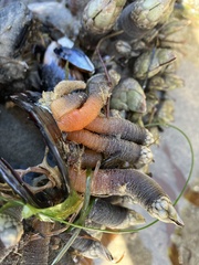 Pollicipes polymerus