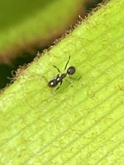 Nylanderia steinheili