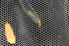 Nothochrysa fulviceps