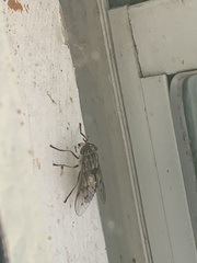 Tabanus trimaculatus