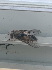 Tabanus trimaculatus