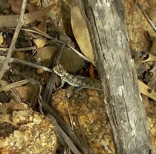 Agamidae